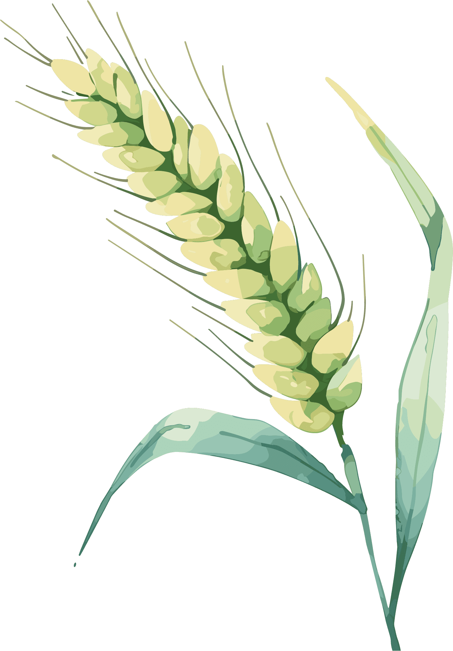 The cartoon of wheat for the Minor Fullness of the 24 solar terms