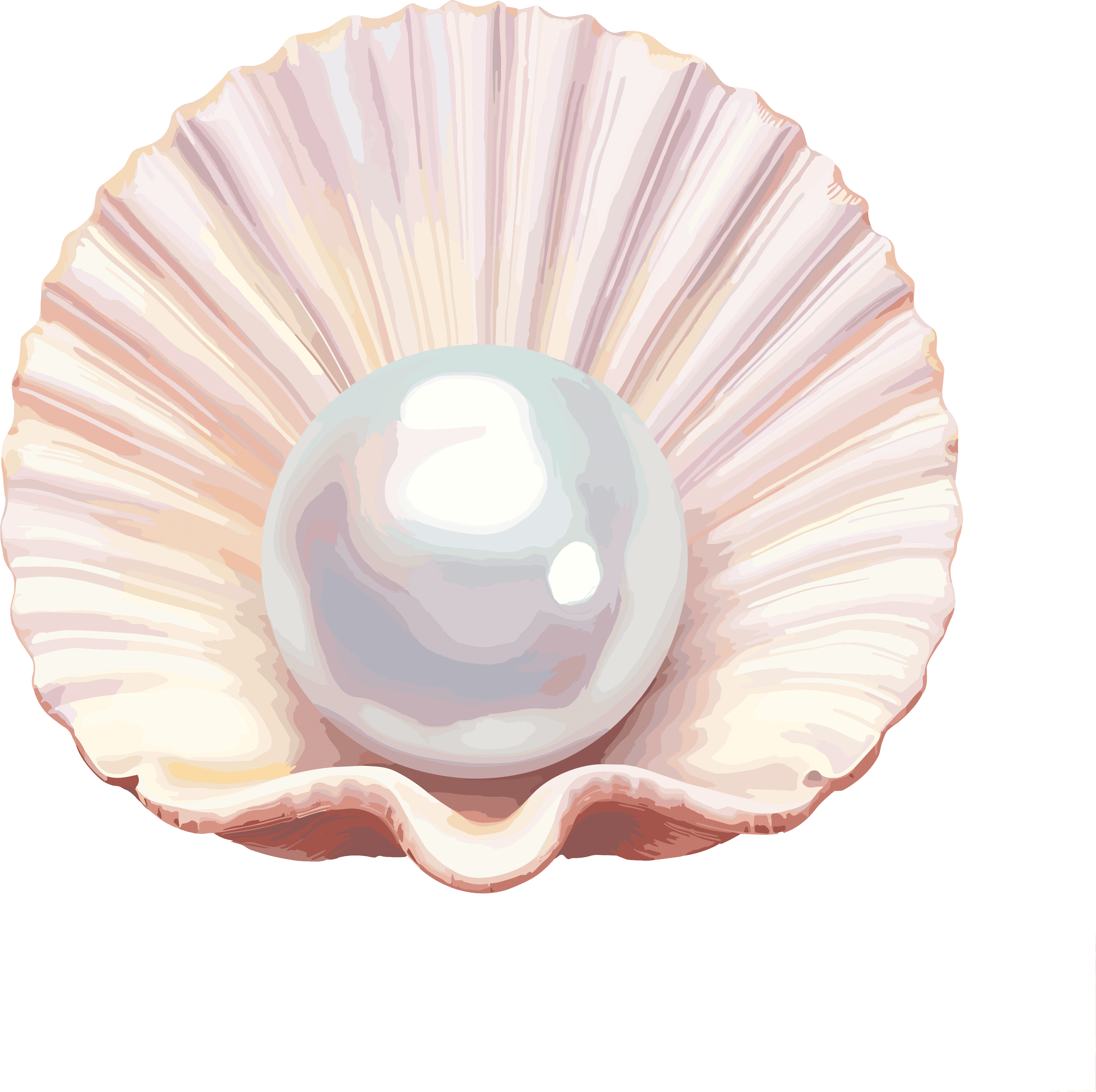 Shells on a transparent background