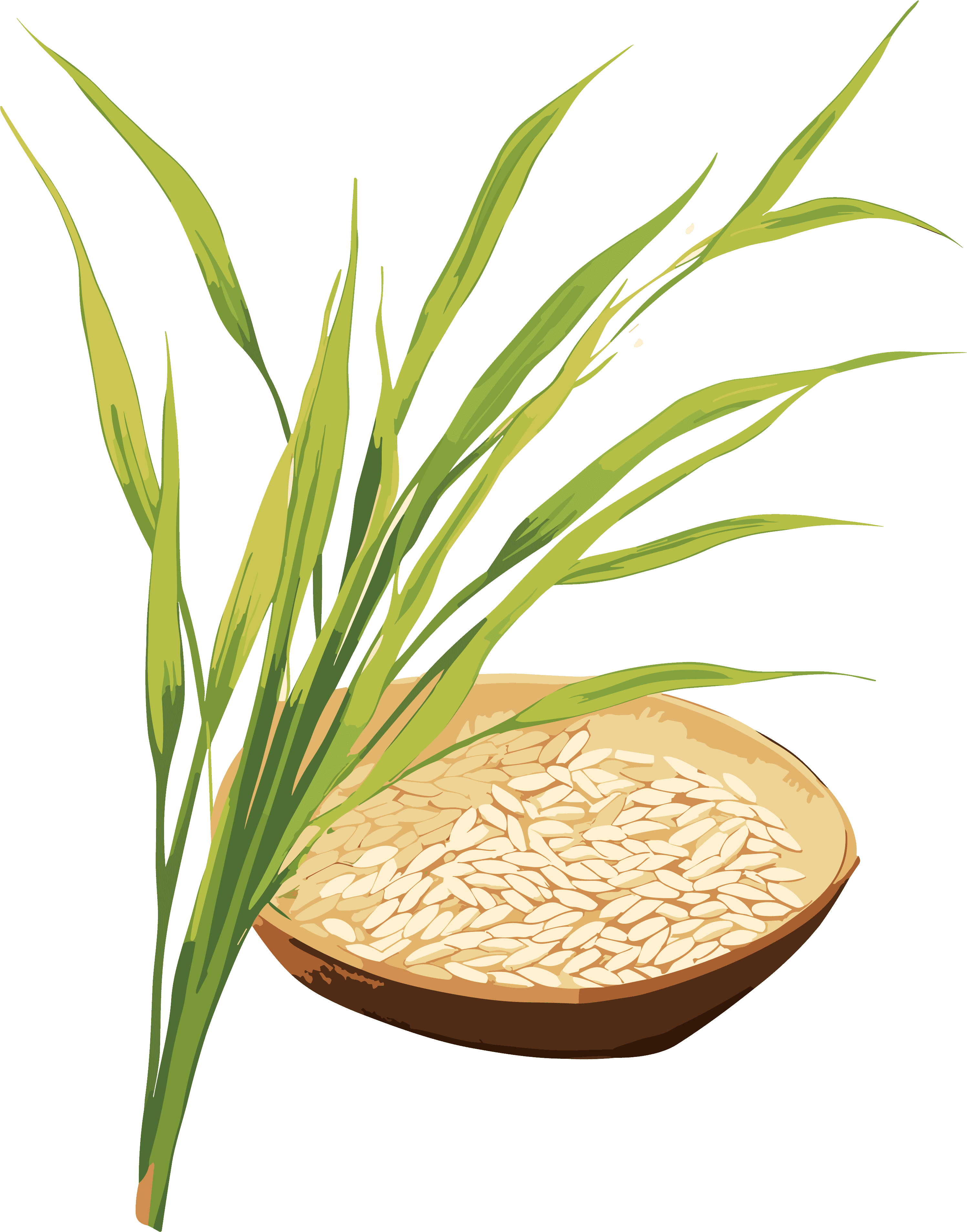 Rice seedlings can be used as commercial materials
