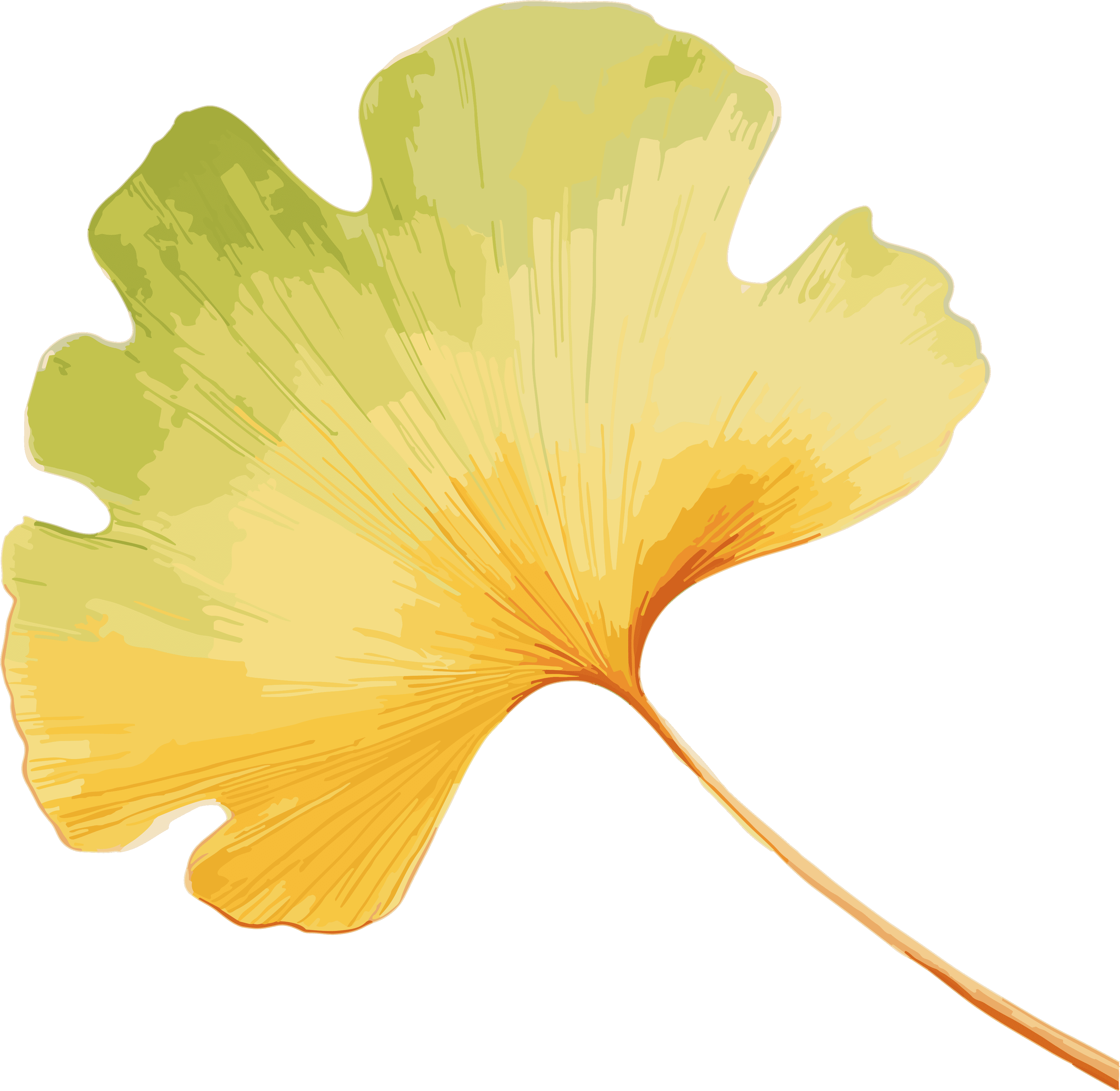 Ginkgo leaf watercolor style