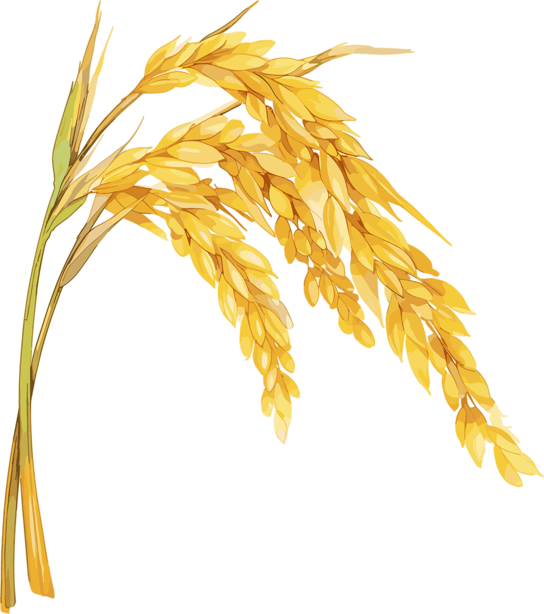 Illustration of wheat ears in Grain in Ear