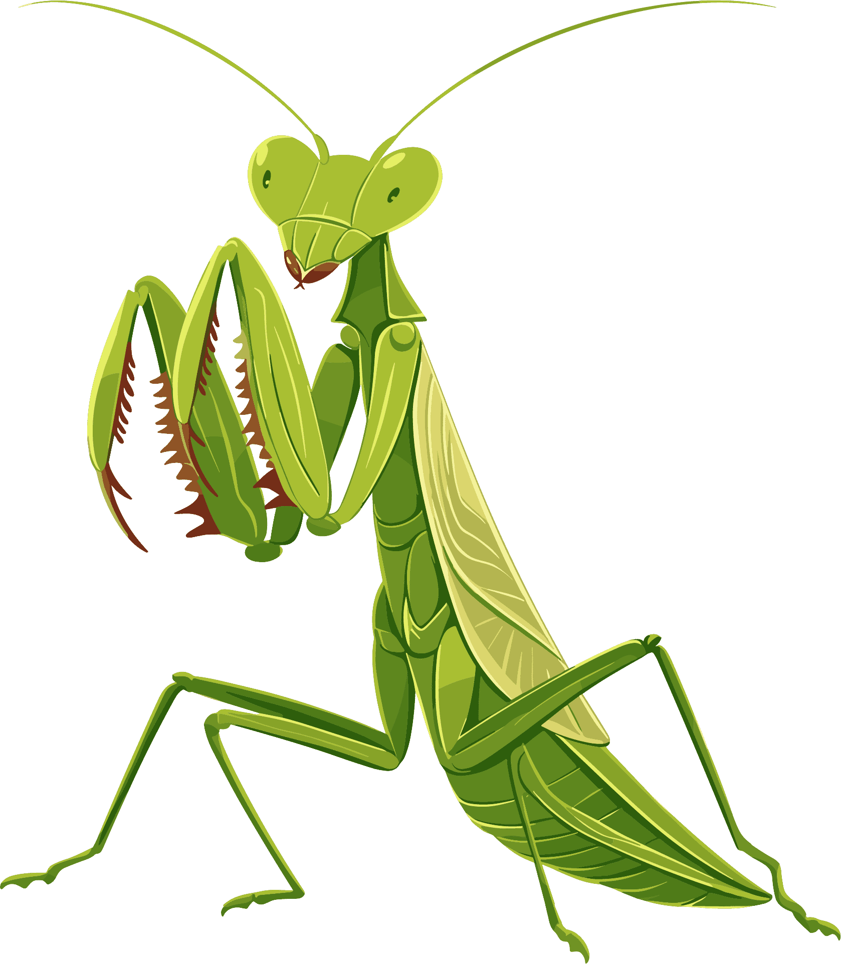 Creative design elements of mantises